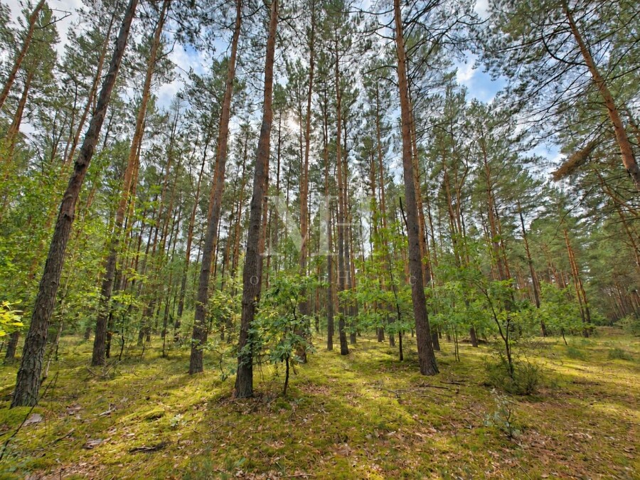 płoński, Nowe Miasto, Salomonka, Działka rolno-leśna 8 947 m²  – Salomonka, gm. Nowe Miasto