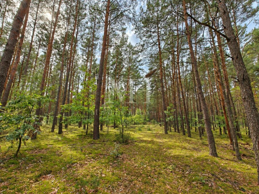 płoński, Nowe Miasto, Salomonka, Działka rolno-leśna 8 947 m²  – Salomonka, gm. Nowe Miasto